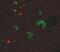 Microtubule Associated Protein Tau antibody, MA5-15108, Invitrogen Antibodies, Immunofluorescence image 