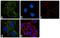 Rho-related GTP-binding protein RhoB antibody, 702242, Invitrogen Antibodies, Immunocytochemistry image 