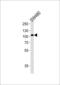 LDL Receptor Related Protein 12 antibody, 56-027, ProSci, Western Blot image 