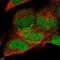 KIAA0895 antibody, NBP2-57298, Novus Biologicals, Immunofluorescence image 
