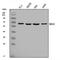 Kelch Like Family Member 12 antibody, A08568-2, Boster Biological Technology, Western Blot image 