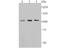 Minichromosome Maintenance Complex Component 3 antibody, NBP2-75569, Novus Biologicals, Western Blot image 