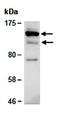 XPC Complex Subunit, DNA Damage Recognition And Repair Factor antibody, orb66927, Biorbyt, Western Blot image 