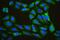 Eukaryotic Translation Initiation Factor 4A1 antibody, A03922-2, Boster Biological Technology, Immunofluorescence image 