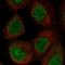 Fizzy And Cell Division Cycle 20 Related 1 antibody, HPA043536, Atlas Antibodies, Immunofluorescence image 