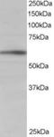 BAI1 Associated Protein 2 antibody, NB100-827, Novus Biologicals, Western Blot image 