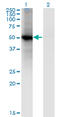 Nuclear receptor ROR-beta antibody, LS-C198101, Lifespan Biosciences, Western Blot image 