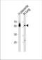 CAMP Responsive Element Binding Protein 3 Like 2 antibody, TA325107, Origene, Western Blot image 