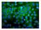 Cell division cycle protein 123 homolog antibody, A08251-2, Boster Biological Technology, Immunofluorescence image 