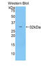 Myosin-Ib antibody, LS-C295498, Lifespan Biosciences, Western Blot image 