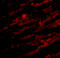 Unc-93B1 antibody, 4553, ProSci, Immunofluorescence image 