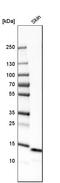 Galectin 7B antibody, HPA001549, Atlas Antibodies, Western Blot image 