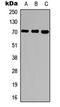 Ubiquilin 3 antibody, orb304656, Biorbyt, Western Blot image 