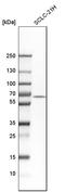 TERF2 Interacting Protein antibody, HPA006719, Atlas Antibodies, Western Blot image 