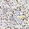 Histone Cluster 3 H3 antibody, A2356, ABclonal Technology, Immunohistochemistry paraffin image 