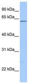 Zinc finger protein with KRAB and SCAN domains 4 antibody, TA345268, Origene, Western Blot image 