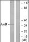 JunB Proto-Oncogene, AP-1 Transcription Factor Subunit antibody, orb95571, Biorbyt, Western Blot image 
