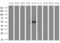 SRBC antibody, LS-C791132, Lifespan Biosciences, Western Blot image 