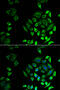 Phospholipase A2 Group IID antibody, 22-752, ProSci, Immunofluorescence image 