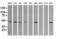 Mitogen-Activated Protein Kinase Kinase 2 antibody, LS-C174504, Lifespan Biosciences, Western Blot image 