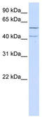 Leucine Rich Repeat Containing 23 antibody, TA337620, Origene, Western Blot image 