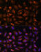 Creatine kinase U-type, mitochondrial antibody, 18-918, ProSci, Immunofluorescence image 