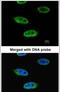 RB Binding Protein 4, Chromatin Remodeling Factor antibody, MA1-23275, Invitrogen Antibodies, Immunofluorescence image 