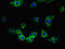 Solute Carrier Family 52 Member 3 antibody, CSB-PA873618LA01HU, Cusabio, Immunofluorescence image 