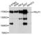 PELP1 antibody, LS-C332411, Lifespan Biosciences, Western Blot image 
