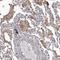 Flavin Containing Dimethylaniline Monoxygenase 2 antibody, HPA028261, Atlas Antibodies, Immunohistochemistry frozen image 