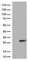 SSX Family Member 4B antibody, LS-C793054, Lifespan Biosciences, Western Blot image 