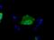 Sorting Nexin 9 antibody, MA5-25154, Invitrogen Antibodies, Immunocytochemistry image 