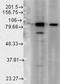 Heat shock protein HSP 90-beta antibody, TA326372, Origene, Western Blot image 