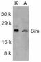 BCL2 Like 11 antibody, PA1-84838, Invitrogen Antibodies, Western Blot image 