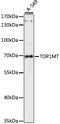 DNA topoisomerase I, mitochondrial antibody, GTX66397, GeneTex, Western Blot image 