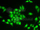 Zinc Finger Protein 217 antibody, A7002, ABclonal Technology, Immunofluorescence image 