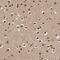 Synergin Gamma antibody, NBP1-90144, Novus Biologicals, Immunohistochemistry frozen image 