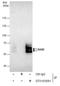 NGFI-A-binding protein 2 antibody, GTX103581, GeneTex, Immunoprecipitation image 