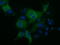 Kelch Like Family Member 2 antibody, TA501617, Origene, Immunofluorescence image 