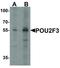 POU domain, class 2, transcription factor 3 antibody, LS-C336168, Lifespan Biosciences, Western Blot image 