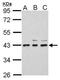 Uridine Phosphorylase 2 antibody, PA5-31810, Invitrogen Antibodies, Western Blot image 