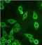 Prostaglandin F synthase antibody, orb77033, Biorbyt, Immunofluorescence image 