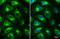 O-Linked N-Acetylglucosamine (GlcNAc) Transferase antibody, NBP2-43755, Novus Biologicals, Immunocytochemistry image 