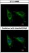 Cell Division Cycle 37 Like 1 antibody, GTX118885, GeneTex, Immunofluorescence image 