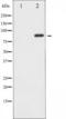 Metabotropic glutamate receptor 2 antibody, TA326000, Origene, Western Blot image 