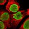 Nucleophosmin 1 antibody, HPA011384, Atlas Antibodies, Immunocytochemistry image 