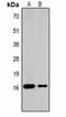 H1F1 antibody, orb334661, Biorbyt, Western Blot image 