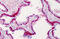 Schlafen Family Member 12 antibody, MBS246774, MyBioSource, Immunohistochemistry frozen image 