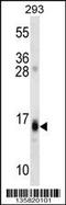 Regulator of G-protein signaling 8 antibody, 58-468, ProSci, Western Blot image 