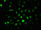 Protein Kinase AMP-Activated Catalytic Subunit Alpha 2 antibody, CSB-RA805325A172phHU, Cusabio, Immunofluorescence image 